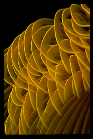 Linee1-(Sabella spallanzani)