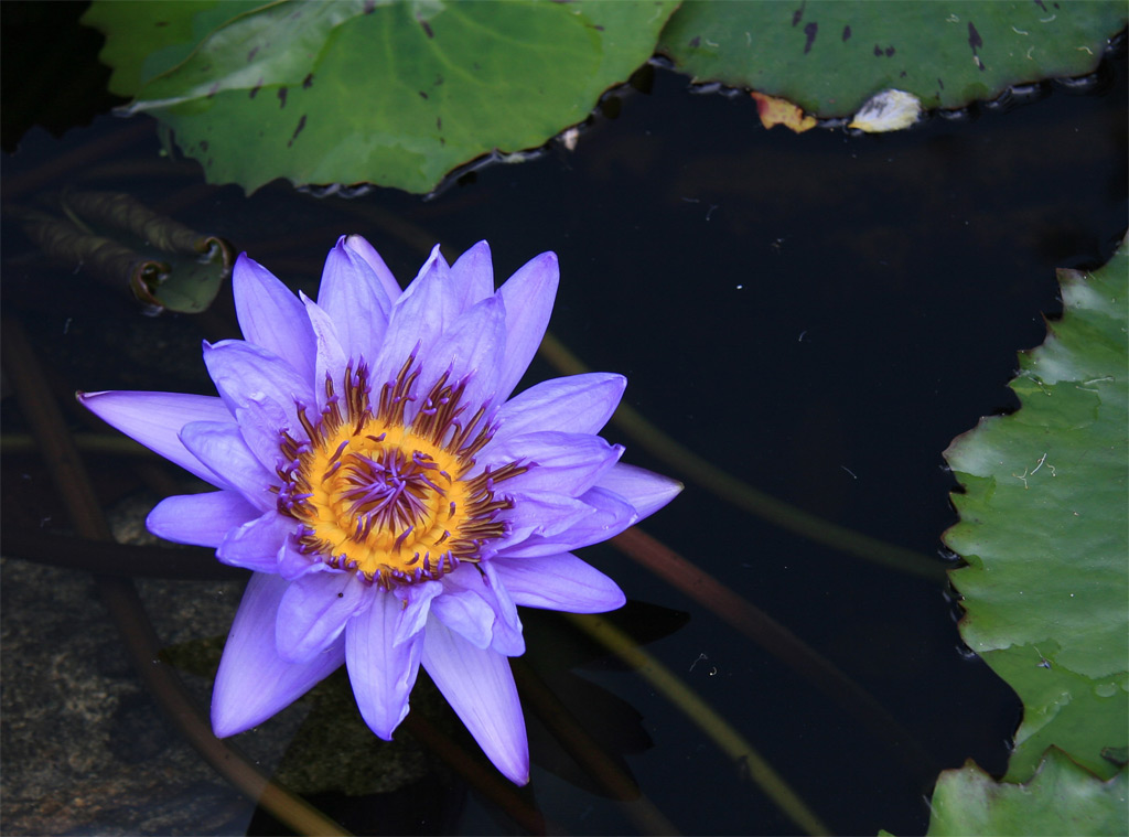 fiore d'acqua viola