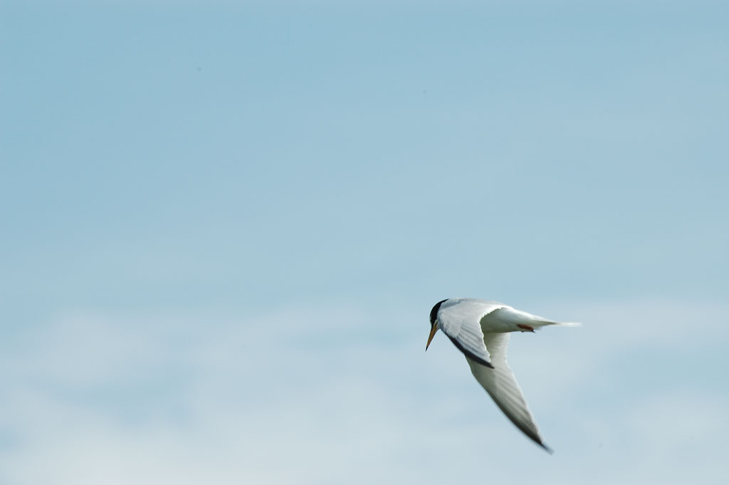 Volo