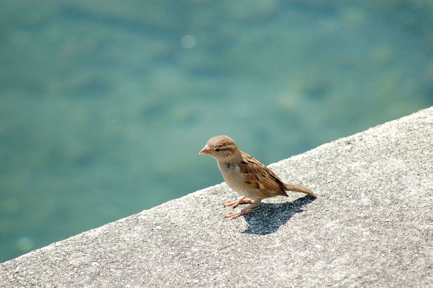 passerotto al sole
