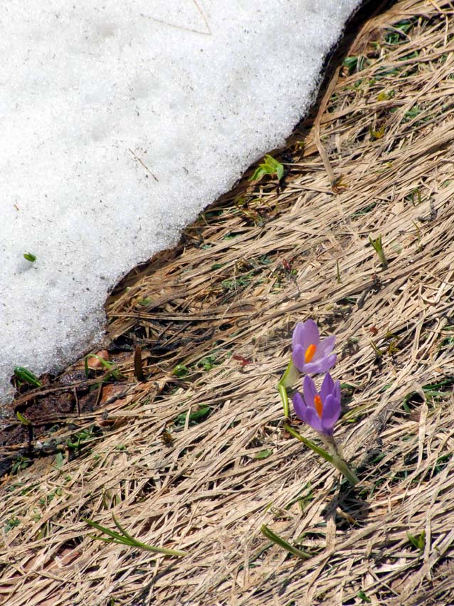arriva la primavera