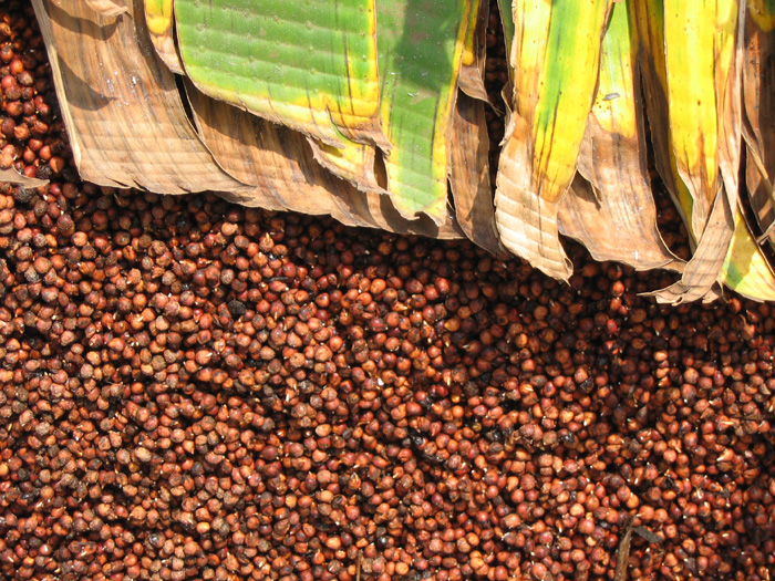 Uganda, sorgo...al sole