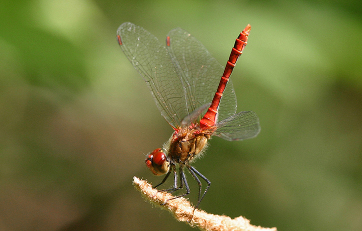 libellula rossa