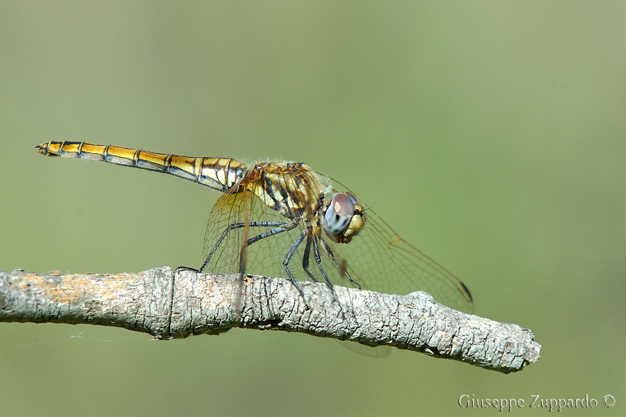 Libellula