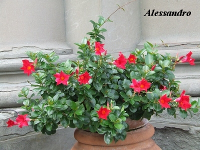 Dipladenia