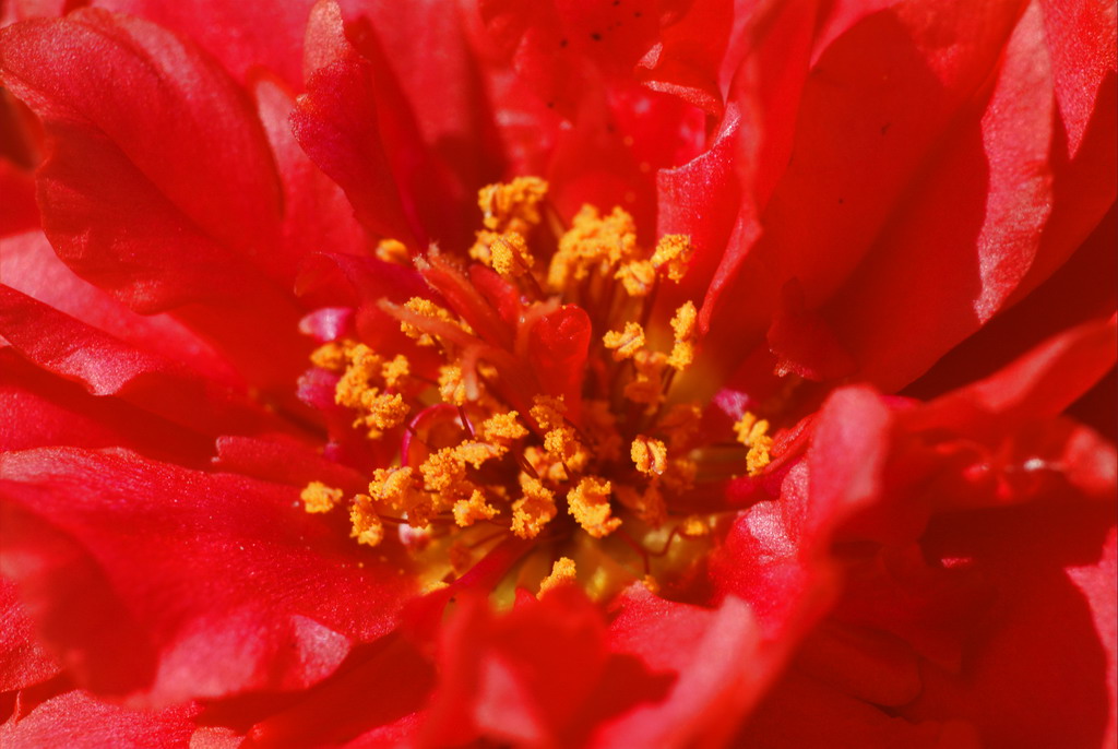 Fiore