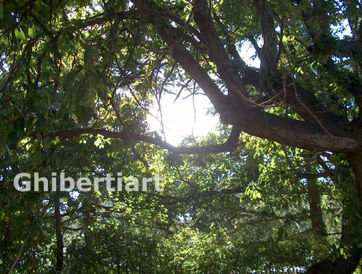 luce dal bosco