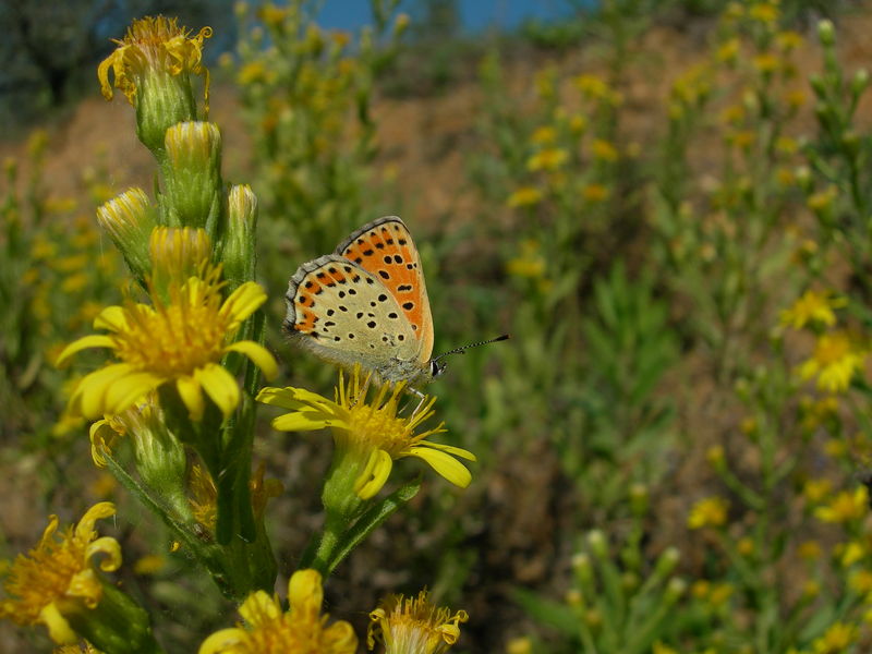 Farfalla