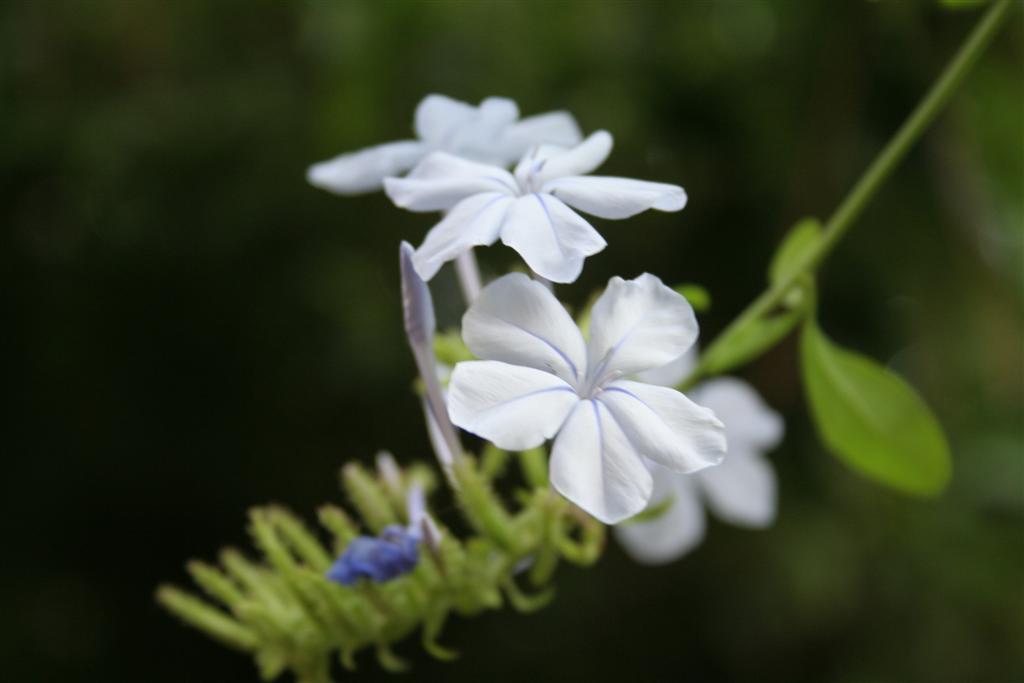 Blue Flower