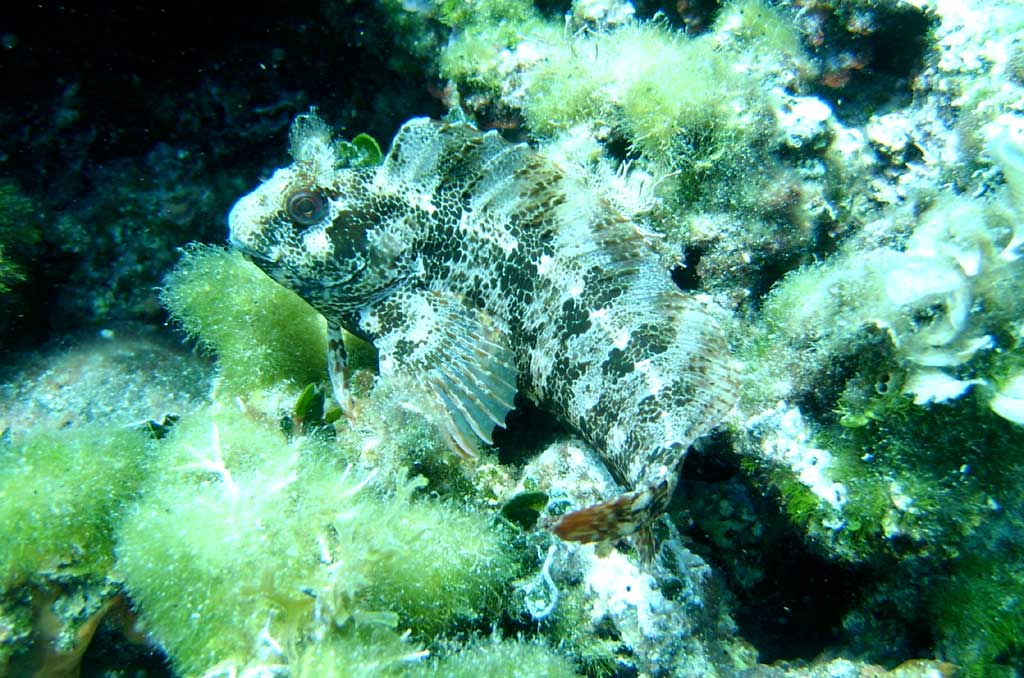 bavosa ruggine