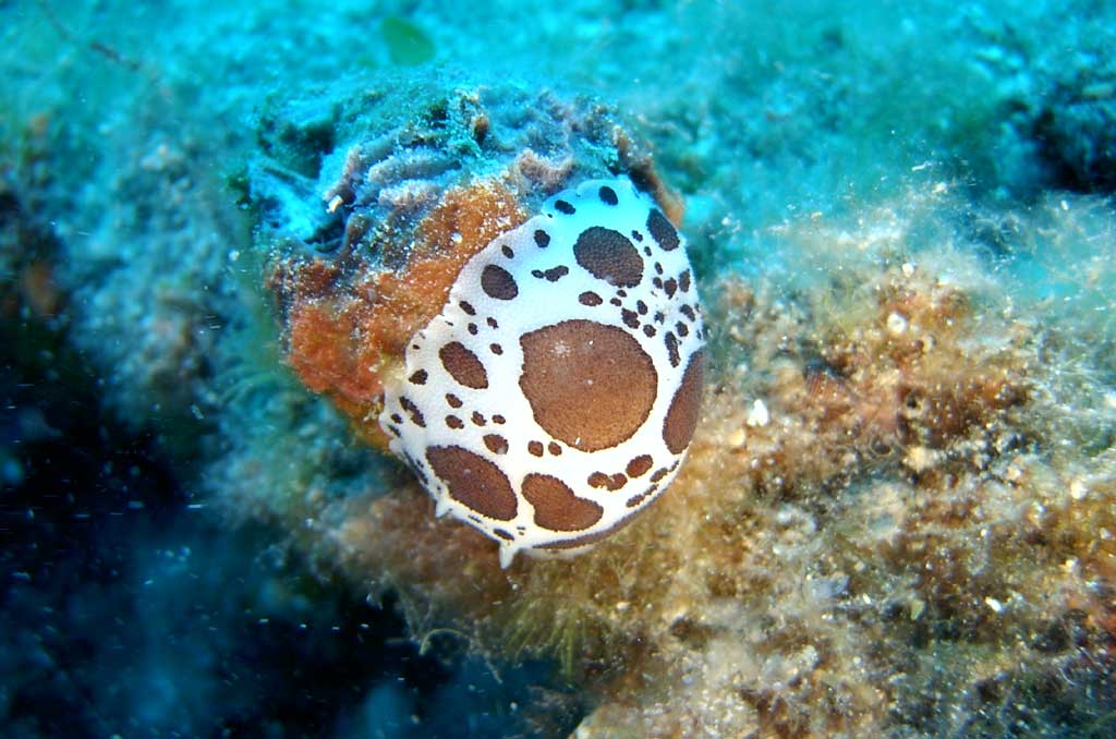 vacchetta