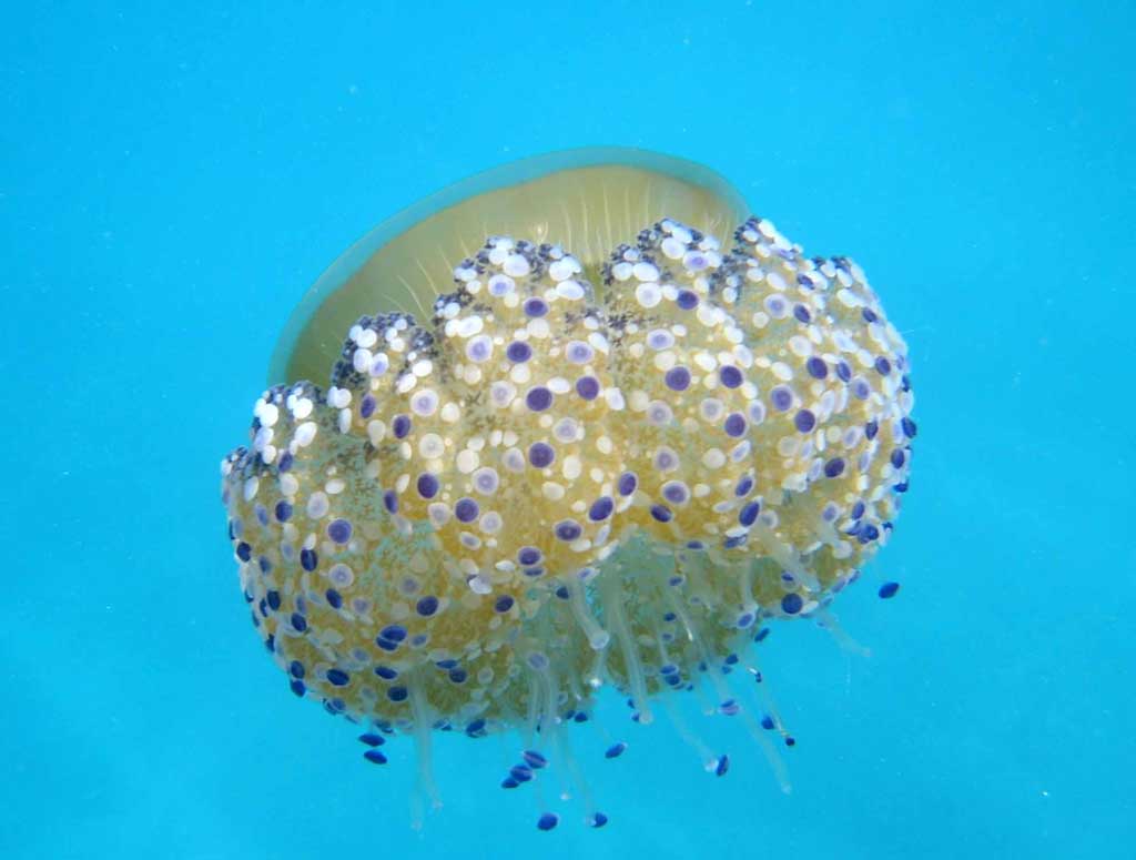 medusa cassiopea