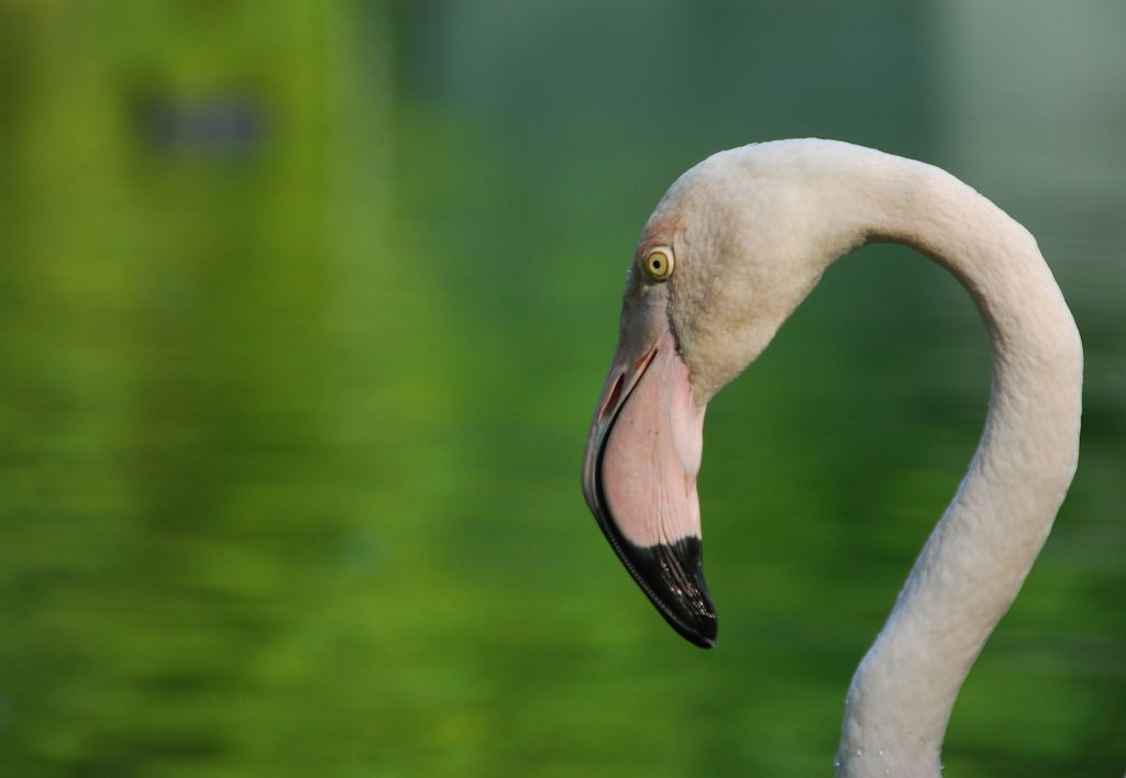 Fenicotero