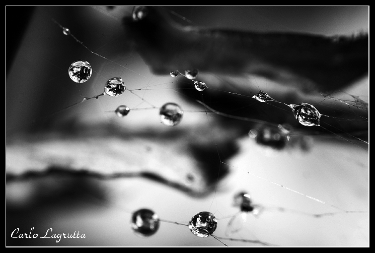 Rugiada: perle