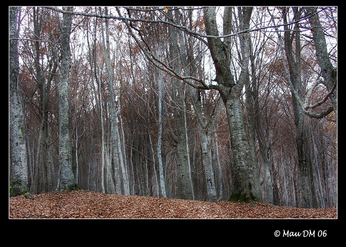 Bosco della Martese