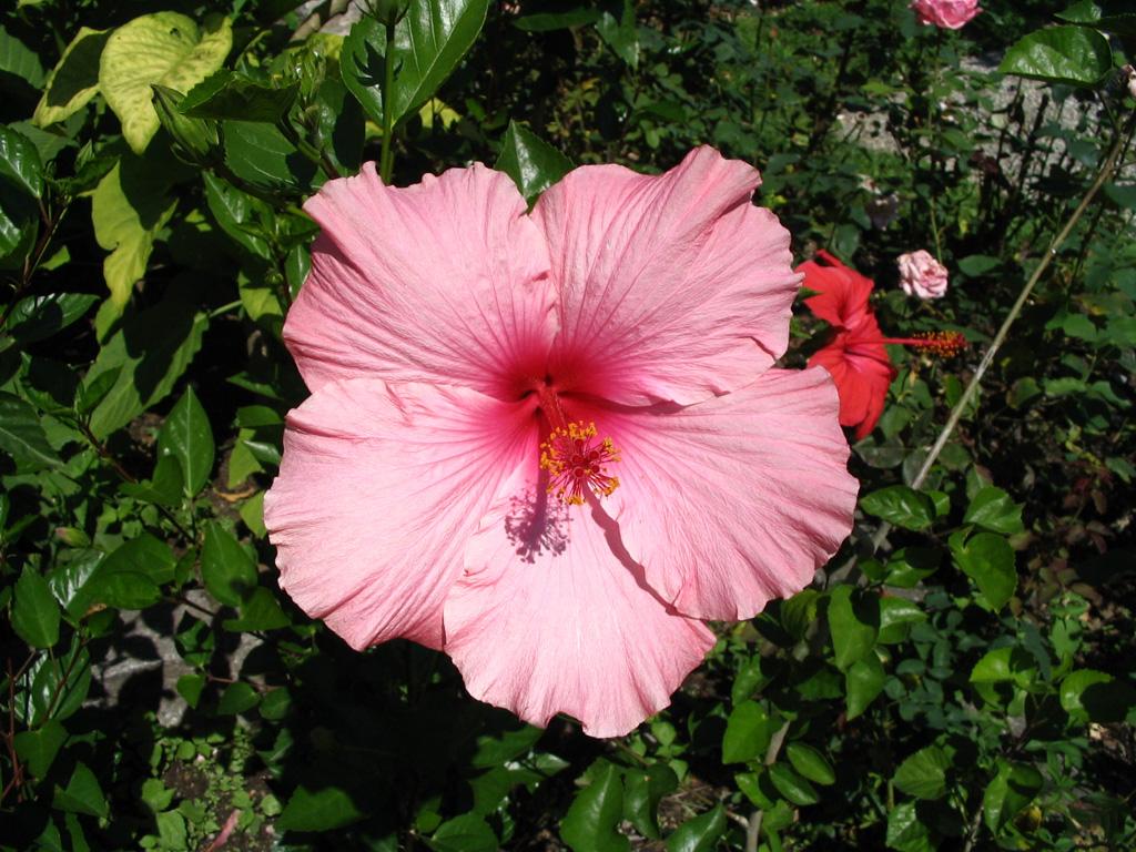 fiore1