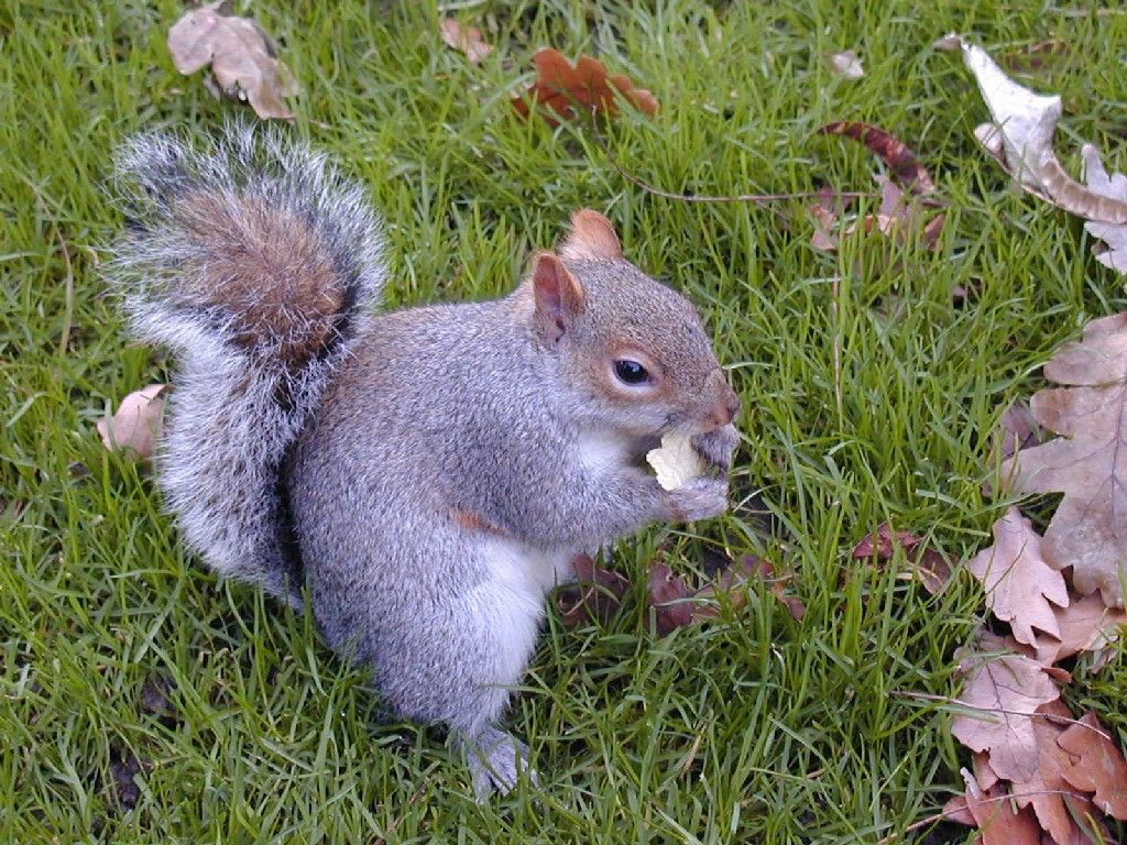 Scoiattolo a Londra