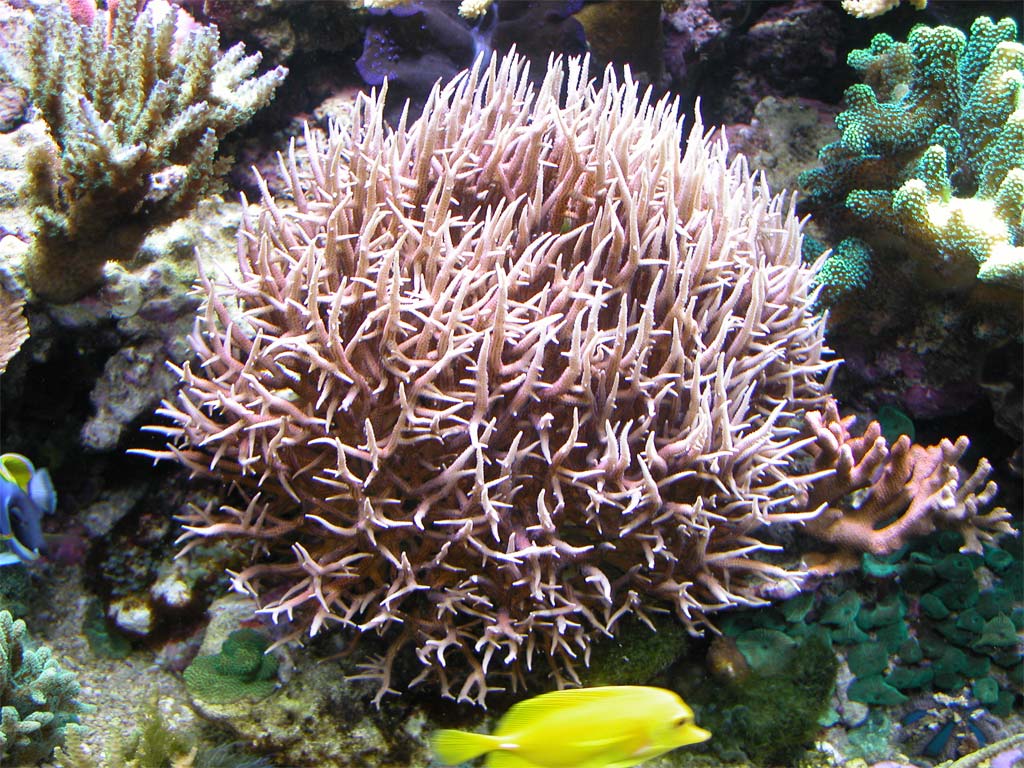 seriatopora