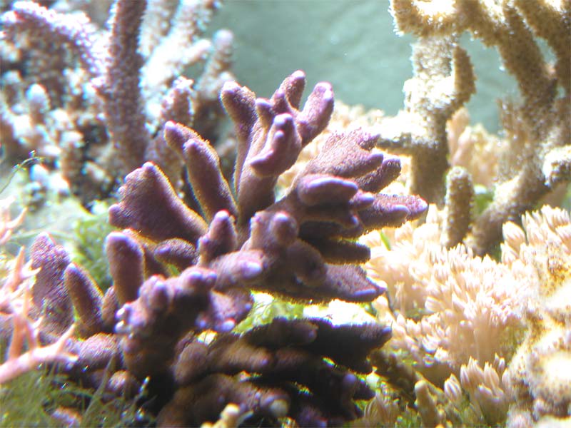 digitata viola