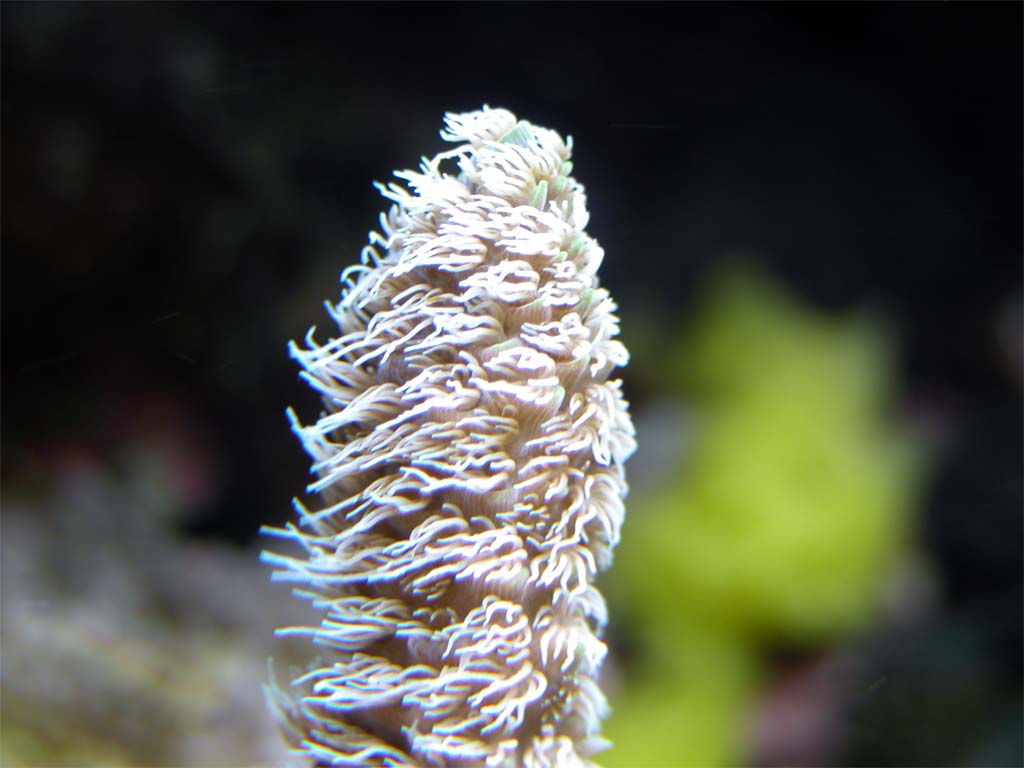 talea pelosa