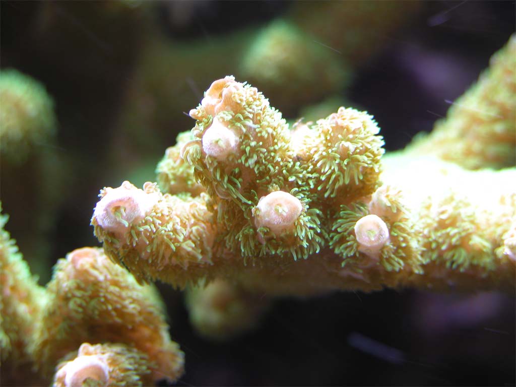 macro 1