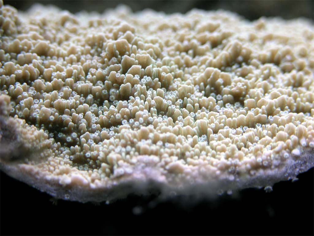 macro 2