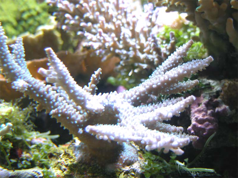 staghorn 1