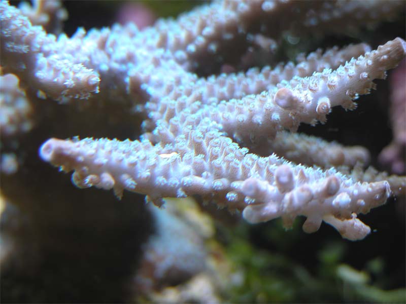 staghorn 2