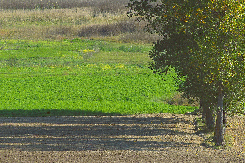 alberi