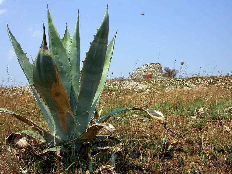 Trullo