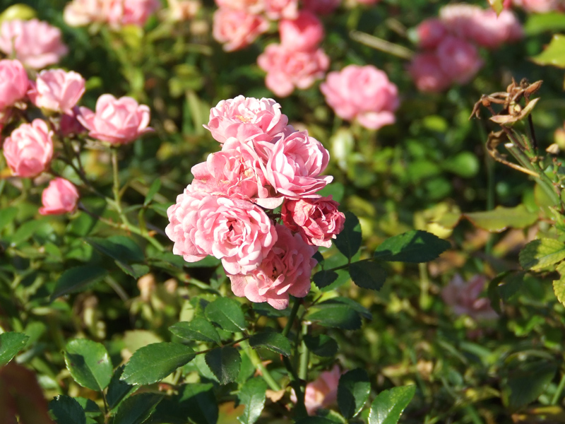 roselline