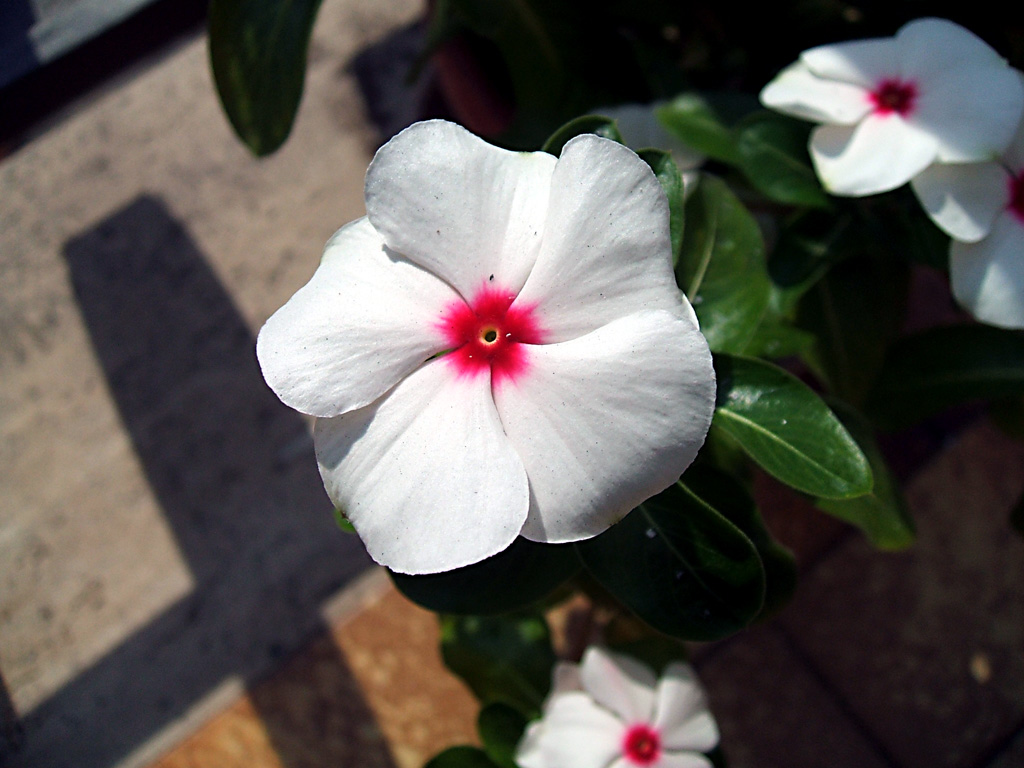 FUJI Finepix A500