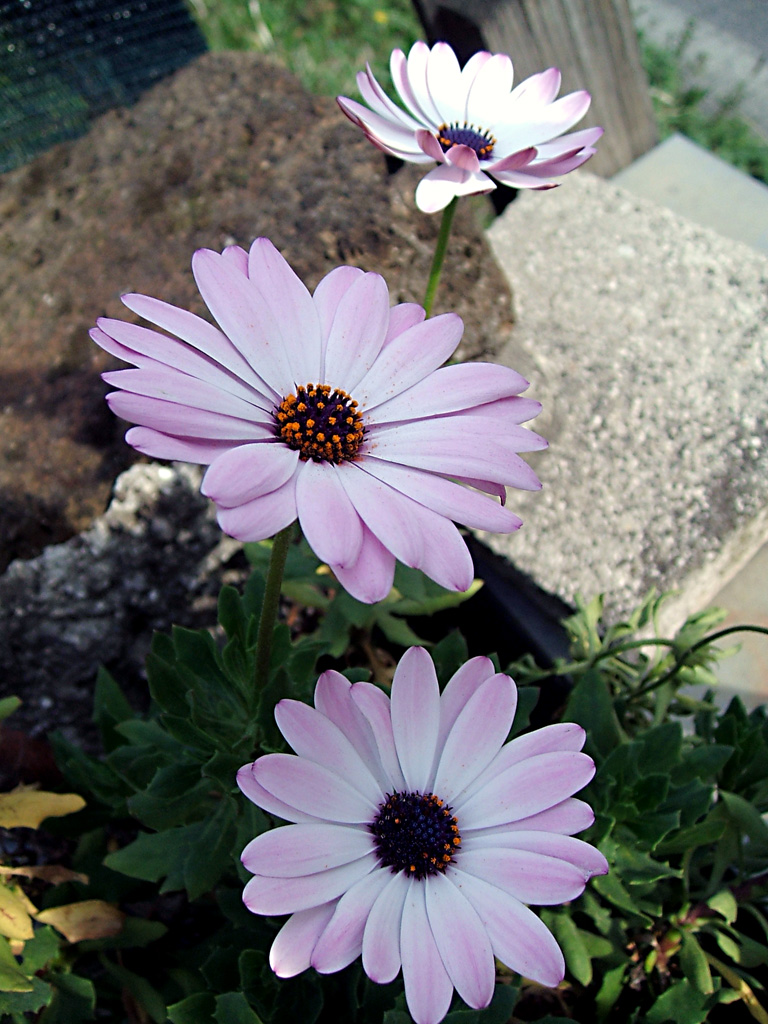 FUJI Finepix A500