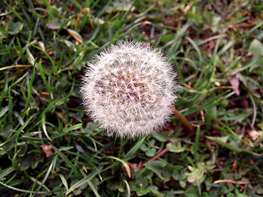 FUJI Finepix A500