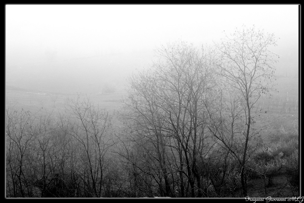 alberi e nebbia..