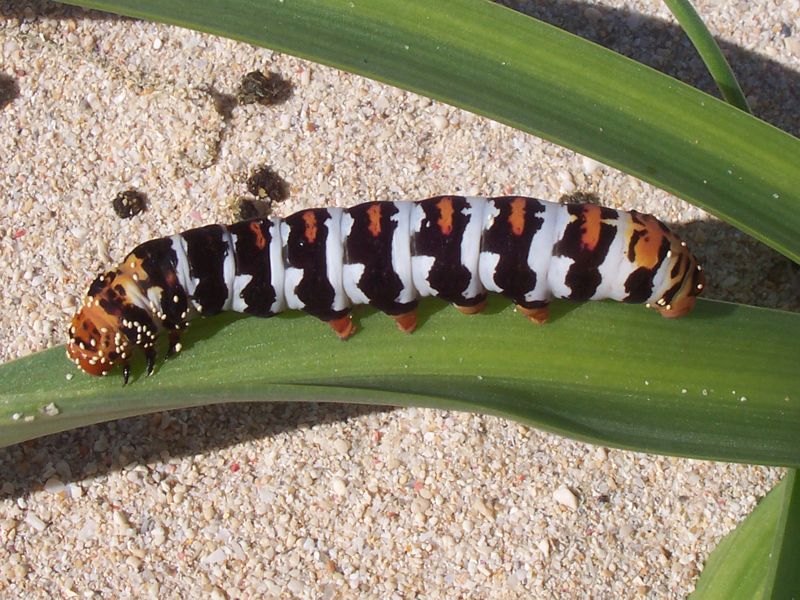 Bruco Malgascio