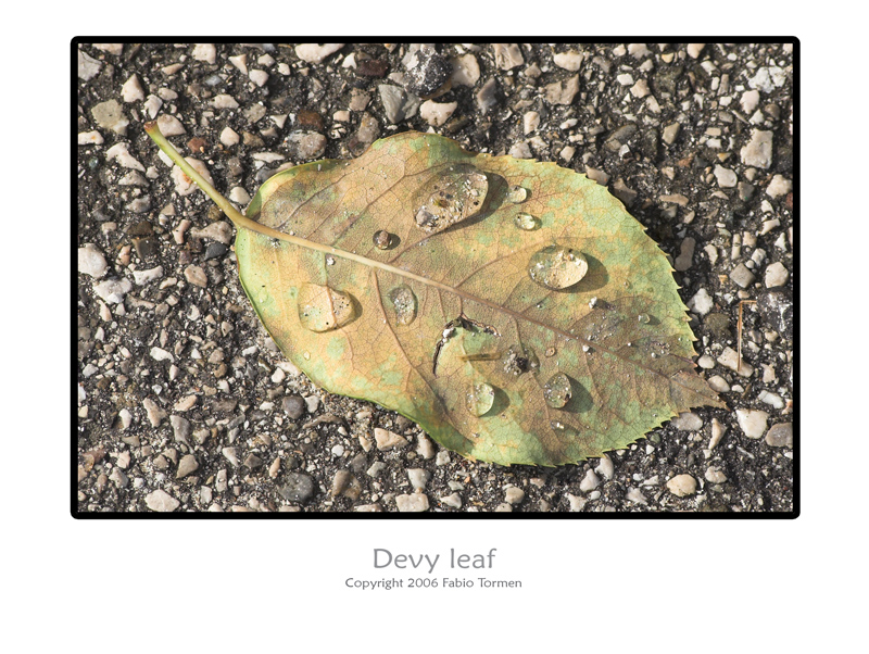 devy leaf