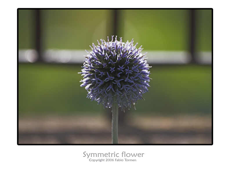 symmetric flower