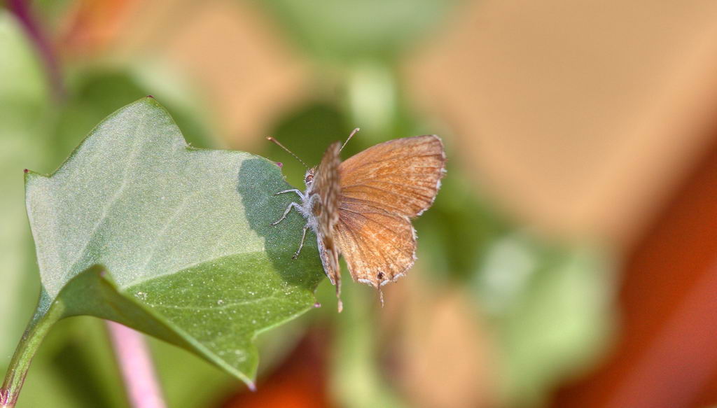 farfalla