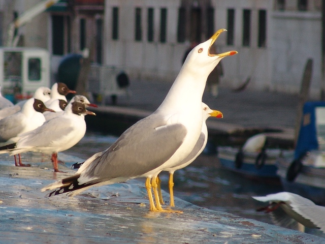 A squarciagola