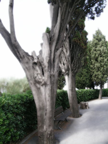 Viale magico