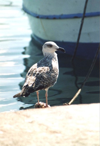 gabbiano