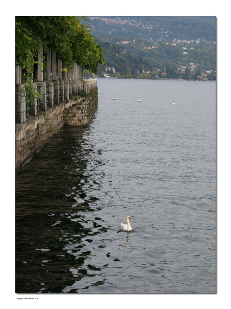 Arona