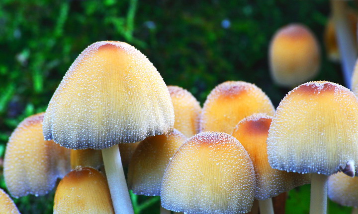 Fungi