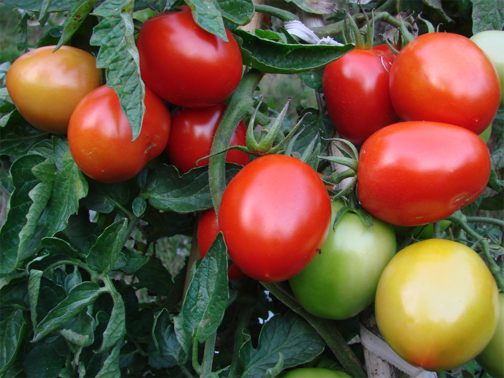 I pomodori del mio amico Dom