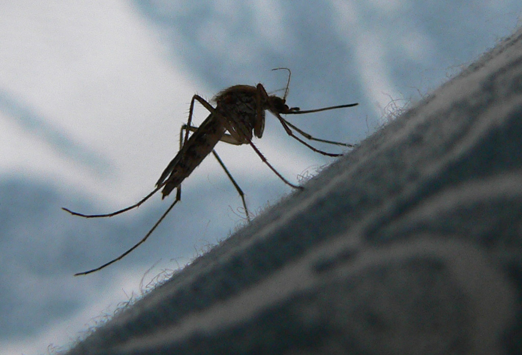 predatrice della notte!