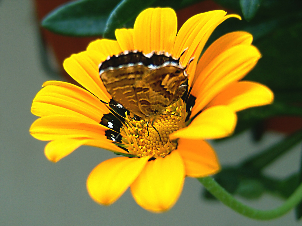 Macro Fiore Giallo + Farfalla