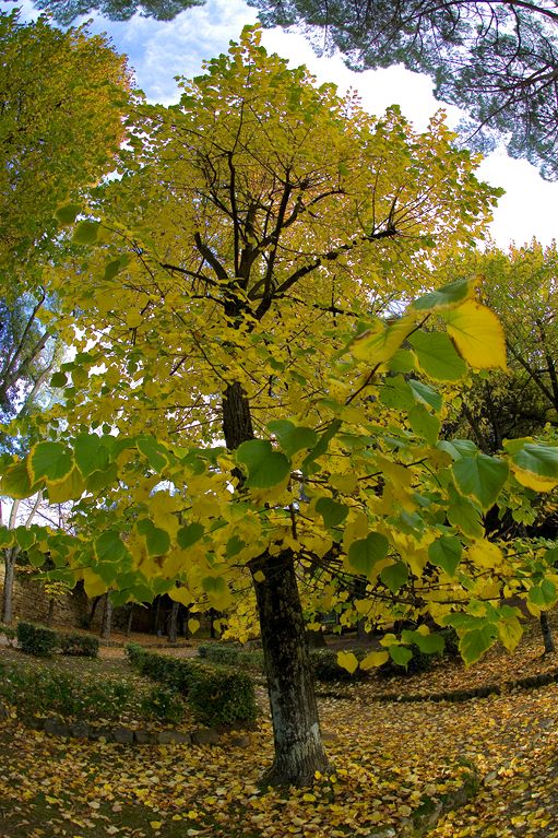 15mm FE (6)