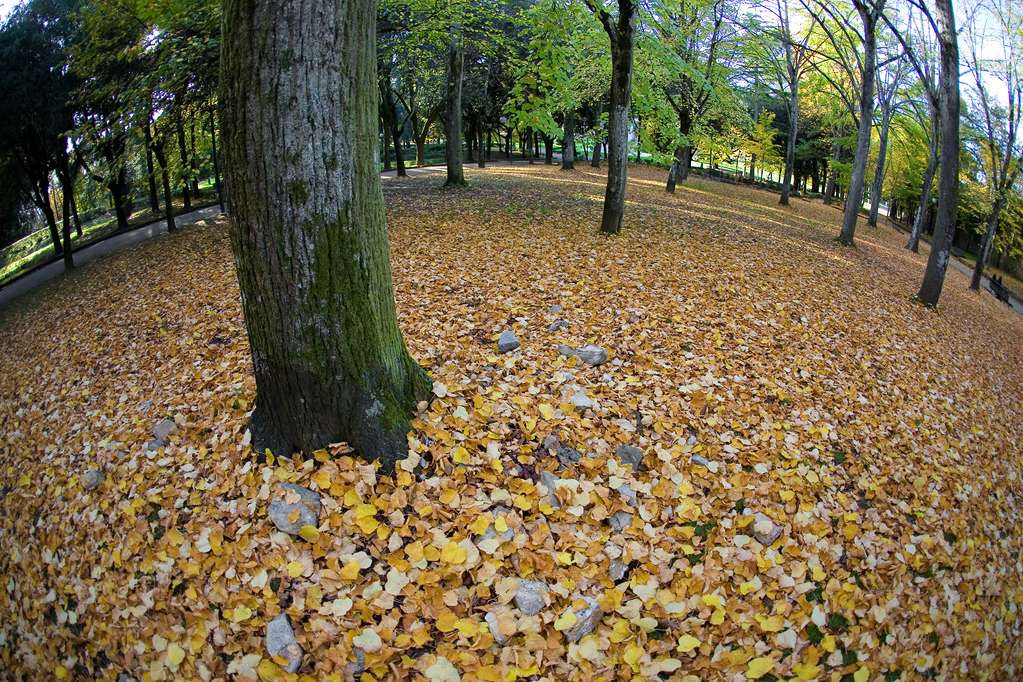 15mm FE (8)