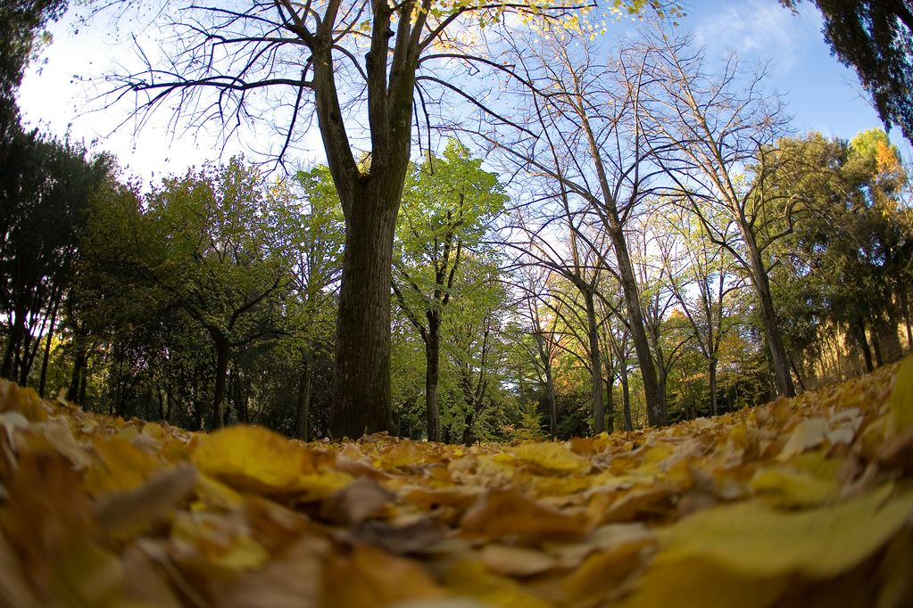 15mm FE (9)